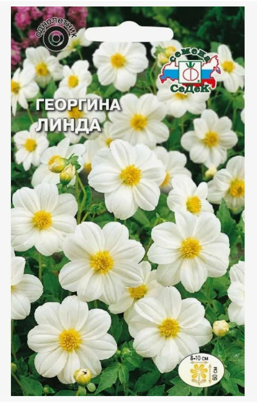 Семена Георгина Линда ( белая) Седек (уп.10)