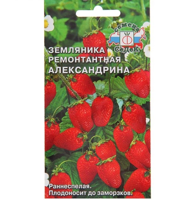 Семена земляника Александрина ( мелкоплодная ремонтант.) Седек (уп.10)