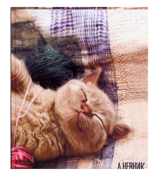 Дневник Calligarta для 1-4 кл. 48л. Котенок (40)