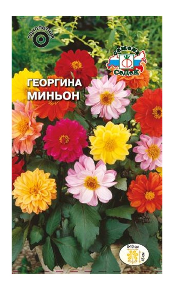 Семена Георгина Миньон (низкорослая смесь цветов) Седек (уп.10)