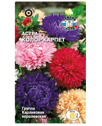 Семена Астра Колор карпет, смесь сортов Седек (уп.10)